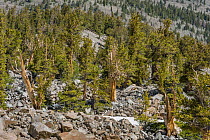 Great Basin Bristlecone Pine (Pinus longaeva) trees, Great Basin National Park, Nevada