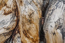 Great Basin Bristlecone Pine (Pinus longaeva) tree trunk, Great Basin National Park, Nevada