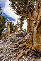 Great Basin Bristlecone Pine (Pinus longaeva) trees, Great Basin National Park, Nevada