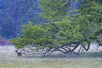 Mule Deer (Odocoileus hemionus) in meadow, Yosemite National Park, California