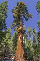 Giant Sequoia (Sequoiadendron giganteum) tree, Mariposa Grove, Yosemite National Park, California