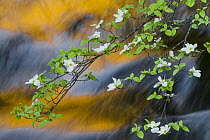 Mountain Dogwood (Cornus nuttallii) flowering, Merced River, Yosemite National Park, California