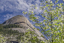 Mountain Dogwood (Cornus nuttallii) flowering, North Dome, Yosemite National Park, California