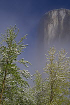 Mountain Dogwood (Cornus nuttallii) flowering, El Capitan, Yosemite National Park, California
