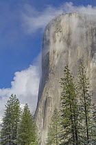 Granite cliff in mist, El Capitan, Yosemite National Park, California