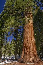 Giant Sequoia (Sequoiadendron giganteum), Mariposa Grove, Yosemite National Park, California