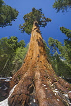 Giant Sequoia (Sequoiadendron giganteum), Mariposa Grove, Yosemite National Park, California