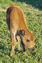 American Bison (Bison bison) calf, Theodore Roosevelt National Park, North Dakota