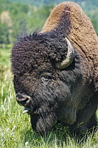 American Bison (Bison bison) bull flehming, Wind Cave National Park, South Dakota