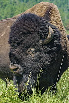 American Bison (Bison bison) bull, Wind Cave National Park, South Dakota