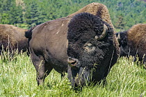 American Bison (Bison bison) bull, Wind Cave National Park, South Dakota