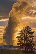 Geyser spouting, Old Faithful, Yellowstone National Park, Wyoming