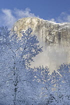 California Black Oak (Quercus kelloggii) trees in winter, Yosemite National Park, California