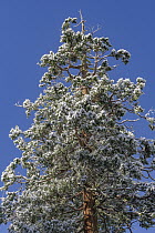 Incense Cedar (Calocedrus decurrens) tree with snow, Yosemite National Park, California