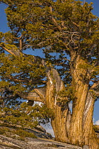 Western Juniper (Juniperus occidentalis) tree, Tuolumne Meadows, Yosemite National Park, California