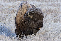 American Bison (Bison bison) in frost-covered meadow, Yellowstone National Park, Wyoming