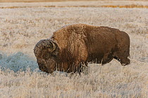 American Bison (Bison bison) in frost-covered meadow, Yellowstone National Park, Wyoming