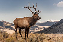 Elk (Cervus elaphus) bull, Yellowstone National Park, Wyoming