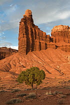 Utah Juniper (Juniperus osteosperma) tree and rock formation, Capitol Reef National Park, Utah