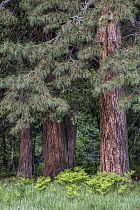 Jeffrey Pine (Pinus jeffreyi) and Incense Cedar (Calocedrus decurrens) trees, Yosemite National Park, California