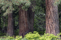 Jeffrey Pine (Pinus jeffreyi), Incense Cedar (Calocedrus decurrens) and ferns, Yosemite National Park, California