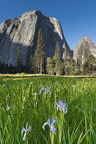Western Blue Flag Iris (Iris missouriensis) flowering in meadow, Middle Cathedral Rock, Lower Cathedral Rock, Yosemite National Park, California