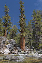 Western Juniper (Juniperus occidentalis) trees, Tuolumne Meadows, Yosemite National Park, California