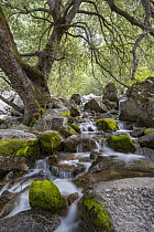 California Black Oak (Quercus kelloggii) tree and creek, Yosemite National Park, California