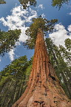 Giant Sequoia (Sequoiadendron giganteum) tree, Mariposa Grove, Yosemite National Park, California