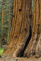 Giant Sequoia (Sequoiadendron giganteum) trees, Mariposa Grove, Yosemite National Park, California