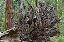 Giant Sequoia (Sequoiadendron giganteum) root system, Mariposa Grove, Yosemite National Park, California