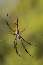 Banana Spider (Nephila clavipes), Alexander Springs Recreation Area, Florida