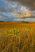 Red Mangrove (Rhizophora mangle) and Sawgrass (Cladium sp), Everglades National Park, Florida