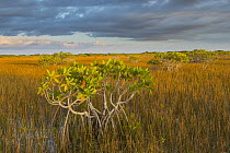 Red Mangrove (Rhizophora mangle) and Sawgrass (Cladium sp), Everglades National Park, Florida