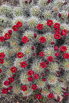 Claret Cup Cactus (Echinocereus triglochidiatus) flowering, Arches National Park, Utah