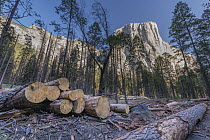Ponderosa Pine (Pinus ponderosa) dead trees killed by Mountain Pine Beetle (Dendroctonus ponderosae), Yosemite National Park, California