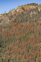 Ponderosa Pine (Pinus ponderosa) dead trees killed by Mountain Pine Beetle (Dendroctonus ponderosae), Yosemite National Park, California
