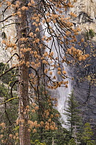 Ponderosa Pine (Pinus ponderosa) dead tree killed by Mountain Pine Beetle (Dendroctonus ponderosae), Bridal Veil Falls, Yosemite National Park, California