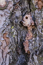 Ponderosa Pine (Pinus ponderosa) dead tree, with pitch tube, killed by Mountain Pine Beetle (Dendroctonus ponderosae), Yosemite National Park, California