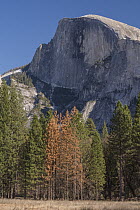 Ponderosa Pine (Pinus ponderosa) dead trees killed by Mountain Pine Beetle (Dendroctonus ponderosae), Half Dome, Yosemite National Park, California