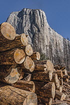Ponderosa Pine (Pinus ponderosa) dead trees killed by Mountain Pine Beetle (Dendroctonus ponderosae), El Capitan, Yosemite National Park, California