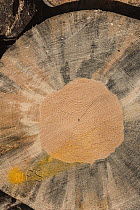 Ponderosa Pine (Pinus ponderosa) dead tree, with black fungus, killed by Mountain Pine Beetle (Dendroctonus ponderosae), Yosemite National Park, California