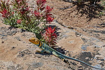 Collared Lizard (Crotaphytus collaris) male, Arches National Park, Utah