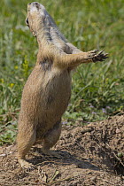 Black-tailed Prairie Dog (Cynomys ludovicianus) in territorial display, Wind Cave National Park, South Dakota