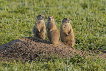 Black-tailed Prairie Dog (Cynomys ludovicianus) mother and young, Wind Cave National Park, South Dakota