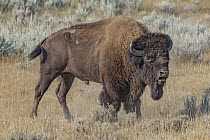 American Bison (Bison bison) bull calling, Theodore Roosevelt National Park, North Dakota
