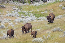 American Bison (Bison bison) bull and females, Theodore Roosevelt National Park, North Dakota