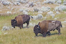 American Bison (Bison bison) female and bull, Theodore Roosevelt National Park, North Dakota