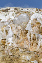 Travertine formations, Canary Spring, Mammoth Hot Springs, Yellowstone National Park, Wyoming