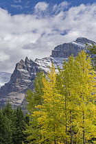 Cottonwood (Populus sp) trees in autumn, Glacier National Park, Montana
